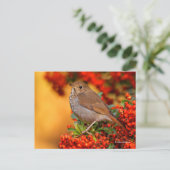 Stunning Hermit Thrush Songbird op Pyracantha Briefkaart (Staand voorkant)