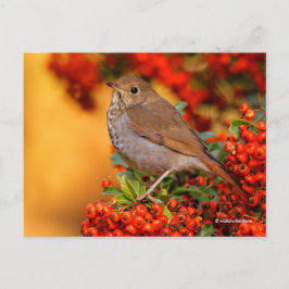 Stunning Hermit Thrush Songbird op Pyracantha Briefkaart