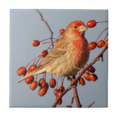 Stunning House Finch met Hawthorn Berries Tegeltje (Voorkant)