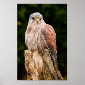 Stunning kestrel sat on a tree stump poster (Voorkant)