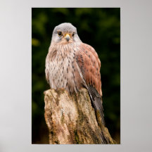 Stunning kestrel sat on a tree stump