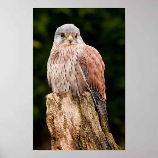 Stunning kestrel sat on a tree stump poster (Voorkant)