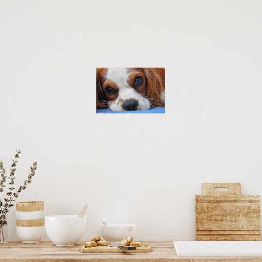 Stunning King Charles Cavalier Poster (Keuken)