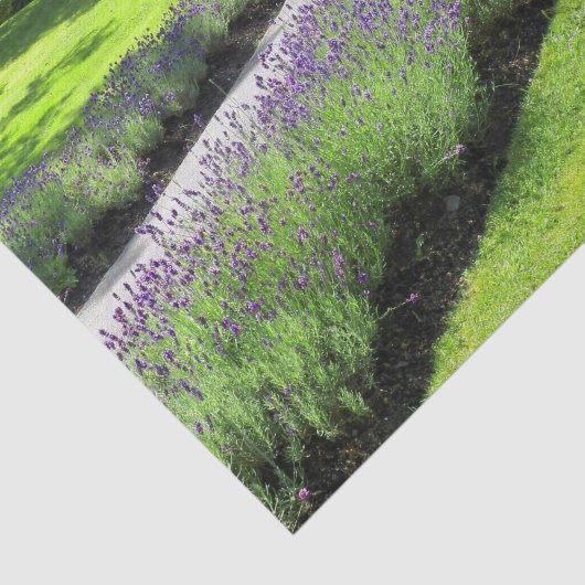 Stunning Lavender-Lined Garden Walscape Landscape Tissuepapier (Detail)