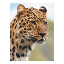 Stunning leopard portret