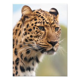 Stunning leopard portret foto afdruk