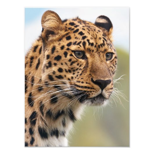 Stunning leopard portret foto afdruk (Voorkant)