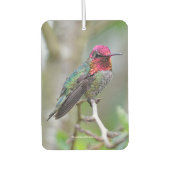 Stunning Male Anna's Hummingbird in Plum Tree Luchtverfrisser (Voorkant)