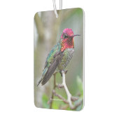 Stunning Male Anna's Hummingbird in Plum Tree Luchtverfrisser (Links)