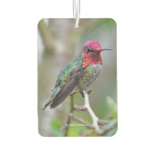 Stunning Male Anna's Hummingbird in Plum Tree Luchtverfrisser (Achterkant)