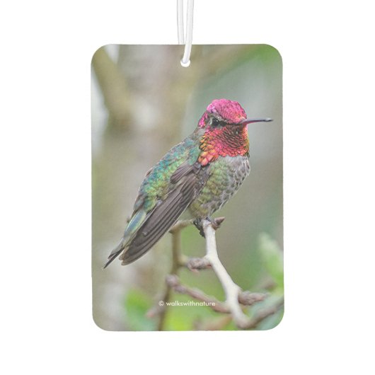 Stunning Male Anna's Hummingbird in Plum Tree Luchtverfrisser (Achterkant)