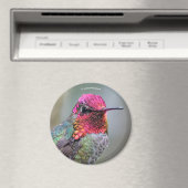 Stunning Male Anna's Hummingbird in Plum Tree Magneet (Insitu (Vaatwasser))
