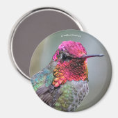 Stunning Male Anna's Hummingbird in Plum Tree Magneet (Voorkant / Achterkant)