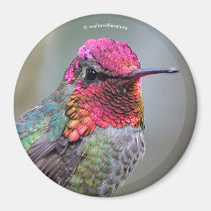 Stunning Male Anna's Hummingbird in Plum Tree Magneet