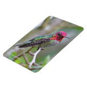 Stunning Male Anna's Hummingbird in Plum Tree Magneet (Linkerzijde)