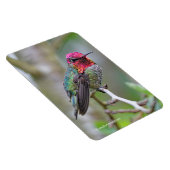 Stunning Male Anna's Hummingbird in Plum Tree Magneet (Rechterzijde)