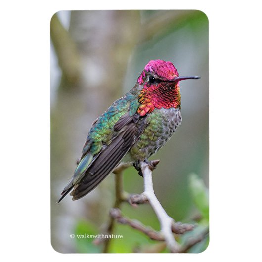 Stunning Male Anna's Hummingbird in Plum Tree Magneet (Verticaal)