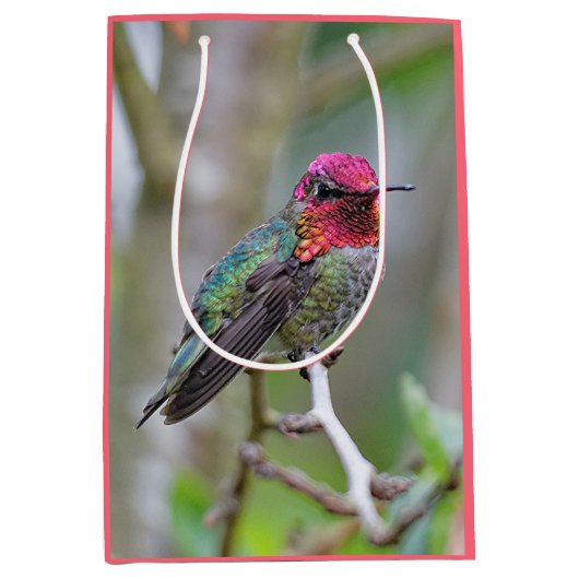 Stunning Male Anna's Hummingbird in Plum Tree Medium Cadeauzakje (Voorkant)