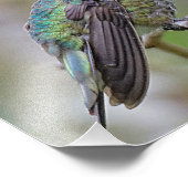 Stunning Male Anna's Hummingbird op de Plum Tree Foto Afdruk (Hoek)