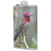 Stunning Male Anna's Hummingbird op de Plum Tree Heupfles (Links)