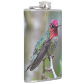 Stunning Male Anna's Hummingbird op de Plum Tree Heupfles (Rechts)