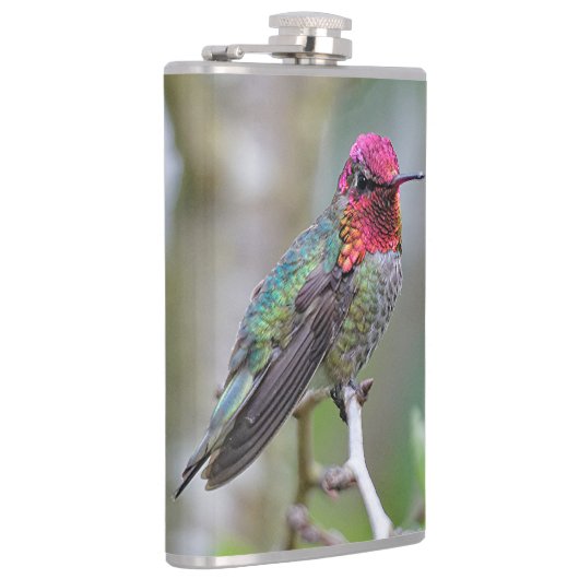 Stunning Male Anna's Hummingbird op de Plum Tree Heupfles (Rechts)