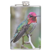 Stunning Male Anna's Hummingbird op de Plum Tree Heupfles (Voorkant)