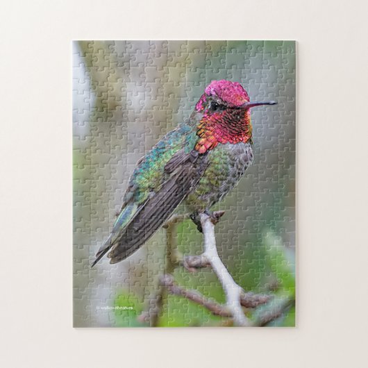 Stunning Male Anna's Hummingbird op de Plum Tree Legpuzzel (Verticaal)