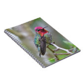 Stunning Male Anna's Hummingbird op de Plum Tree Notitieboek (Rechterzijde)