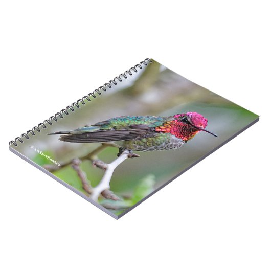 Stunning Male Anna's Hummingbird op de Plum Tree Notitieboek