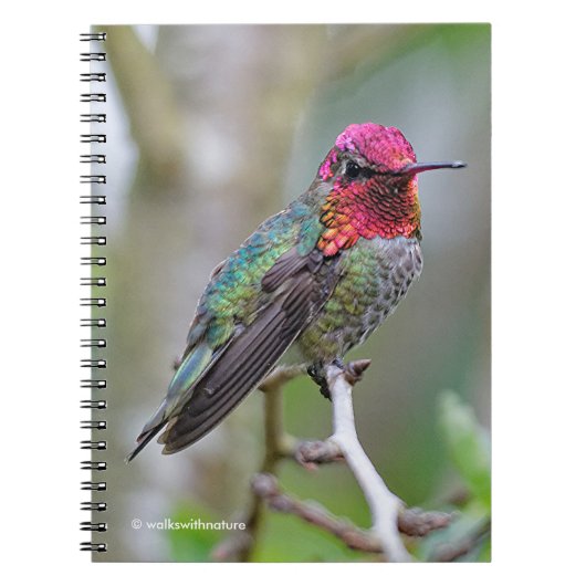 Stunning Male Anna's Hummingbird op de Plum Tree Notitieboek (Voorkant)