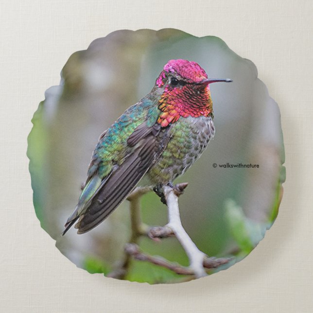 Stunning Male Anna's Hummingbird op de Plum Tree Rond Kussen (Voorkant)