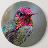 Stunning Male Anna's Hummingbird op de Plum Tree Ronde Button 6,0 Cm (Voorkant)
