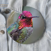 Stunning Male Anna's Hummingbird op de Plum Tree Ronde Button 6,0 Cm (In situ)