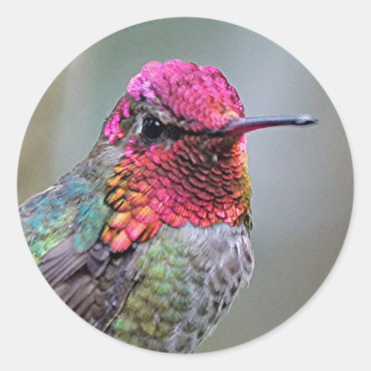 Stunning Male Anna's Hummingbird op de Plum Tree Ronde Sticker (Voorkant)