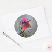 Stunning Male Anna's Hummingbird op de Plum Tree Ronde Sticker (Envelop)