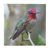 Stunning Male Anna's Hummingbird op de Plum Tree Tegeltje (Voorkant)