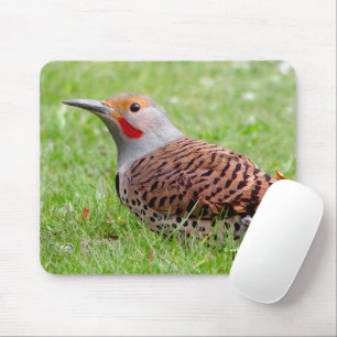 Stunning Northern Flicker die op zoek is naar voed Muismat