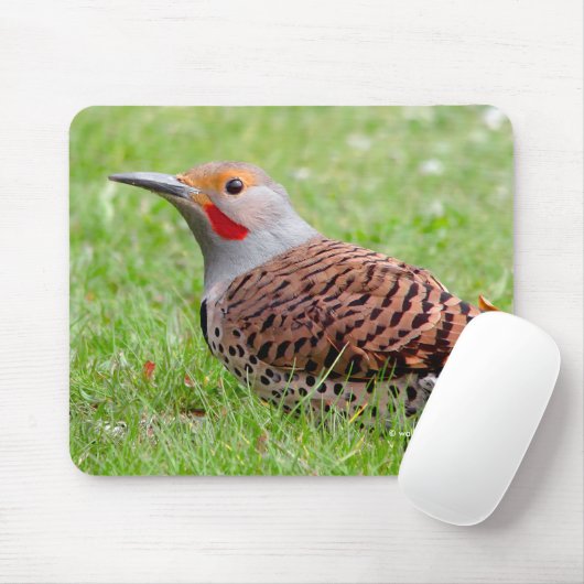 Stunning Northern Flicker die op zoek is naar voed Muismat (Met muis)