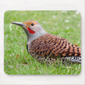 Stunning Northern Flicker die op zoek is naar voed Muismat (Voorkant)