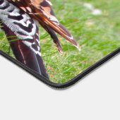 Stunning Northern Flicker Foraging in the Grass Bureaumat (Hoek)