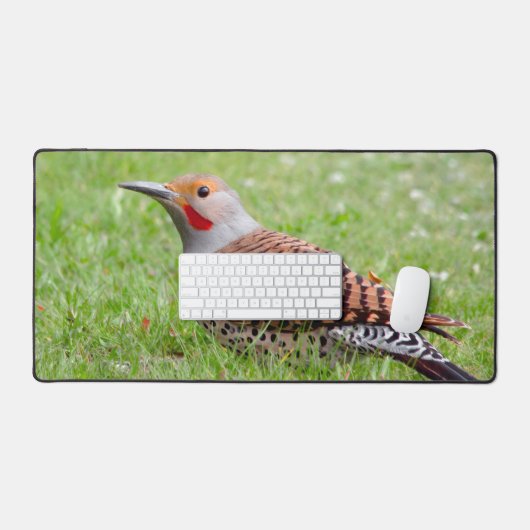 Stunning Northern Flicker Foraging in the Grass Bureaumat (Keyboard & Muis)