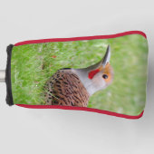 Stunning Northern Flicker Foraging in the Grass Golfheadcover (Voorkant)