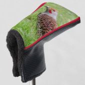 Stunning Northern Flicker Foraging in the Grass Golfheadcover (3/4 voorkant)