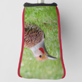 Stunning Northern Flicker Foraging in the Grass Golfheadcover (Draai 90)