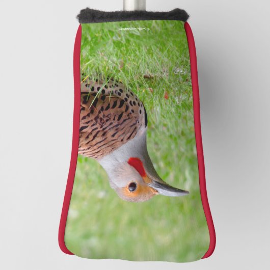 Stunning Northern Flicker Foraging in the Grass Golfheadcover (Draai 90)