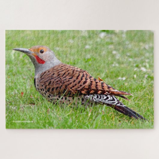 Stunning Northern Flicker Foraging in the Grass Legpuzzel (Horizontaal)