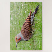 Stunning Northern Flicker Foraging in the Grass Legpuzzel (Verticaal)