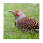 Stunning Northern Flicker Foraging in the Grass Tegeltje (Voorkant)