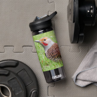 Stunning Northern Flicker Foraging in the Grass Waterfles